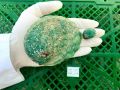 HCM - Bào ngư Úc đông lạnh - Jade Tiger Abalone 500g/1kg. 