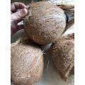 Quả dừa già khô cùi dày, nhiều nước, mỏng vỏ quả to ngon. 