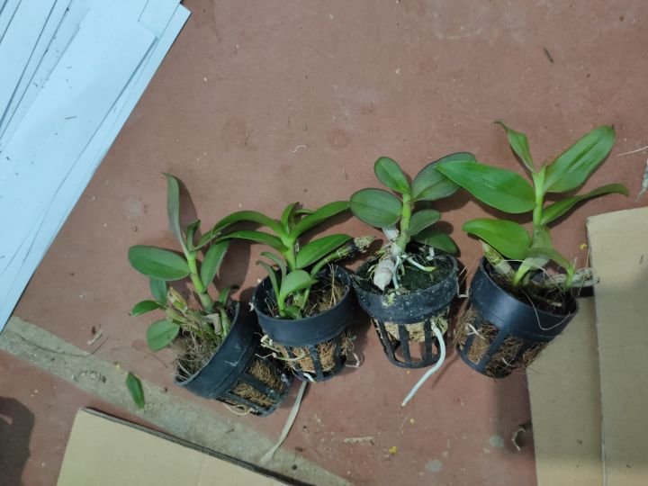 Phi%20%C4%91i%E1%BB%87p%20%C3%A1m%20m%E1%BA%AFt%20%C4%91%E1%BB%8F%20t%C3%A2n%20l%E1%BA%A1c%20h%C3%B2a%20b%C3%ACnh%20-%20Image%206