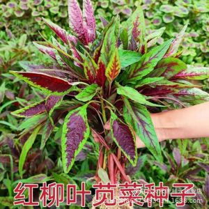 Fresh Summer Heat-Resistant Red-stemmed Round-leaf Amaranth Greens: A Complete Collection of Vegetable Varieties