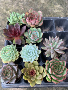 Combo 10 cây sen đá ngẫu nhiên không trùng nhau size bầu 5-7cm- giá cực sốc- sen đá Đà Lạt