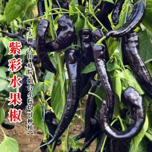 Five-color sweet pepper seeds 彩色菜椒蔬菜种籽green pepper bell pepper space pepper and colorful chili peppers high-yield vegetable seeds for all four seasons