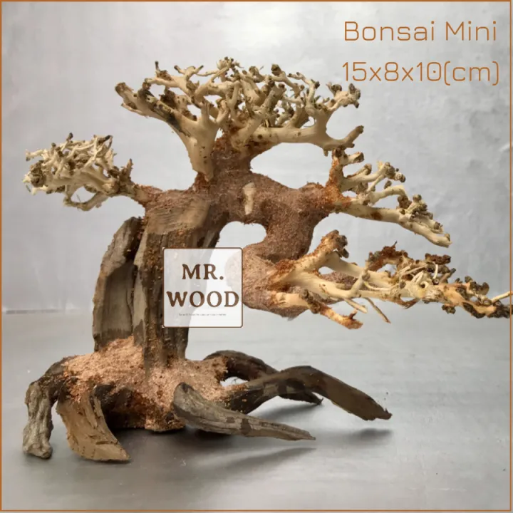 L%C5%A9a%20Bonsai%20mini%20cho%20h%E1%BB%93%20th%E1%BB%A7y%20sinh%20-%20X%C6%B0%E1%BB%9Fng%20L%C5%A9a%20Mr%20Wood%20-%20Image%206
