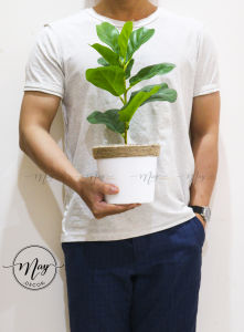 Cây giả - Chậu bàng singapore cao cấp