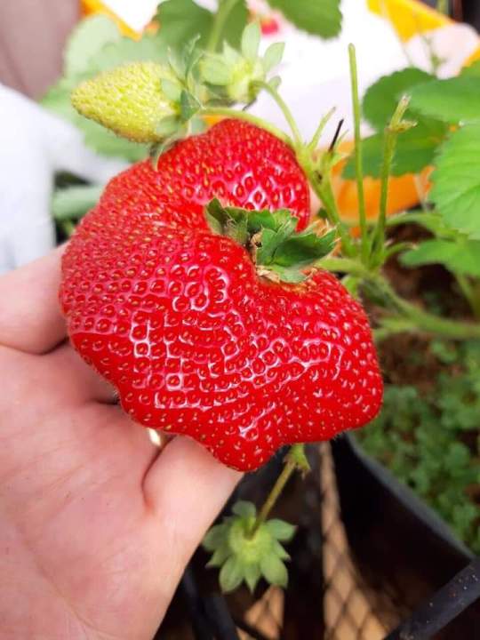 Mô dâu tây nữ hoàng trái siêu to rẻ quạt khổng lồ nhật bản