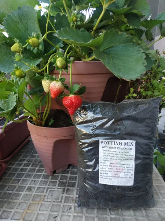 3kg Organic Multi-Purpose Potting Mix (Soil Less) with Vermicast and root  enhancer best for Strawberry Mulberry and other plants | Lazada PH