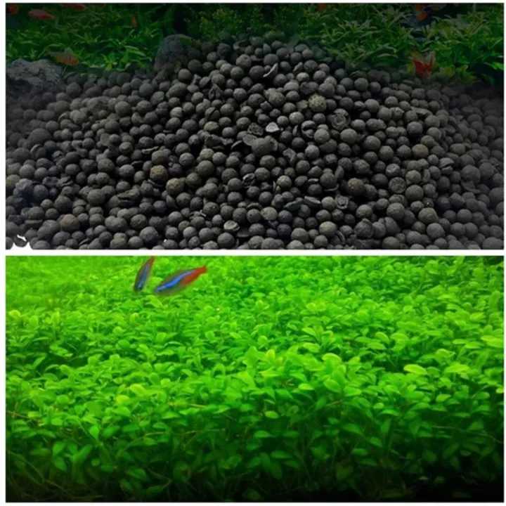 H%E1%BA%A1t%20gi%E1%BB%91ng%20thu%E1%BB%B7%20sinh%20-%20c%C3%A2y%20tr%C3%A2n%20ch%C3%A2u%20ng%E1%BB%8Dc%20trai%20-%20Image%204