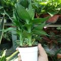 chậu cây phát tài phát lộc thủy sinh. 