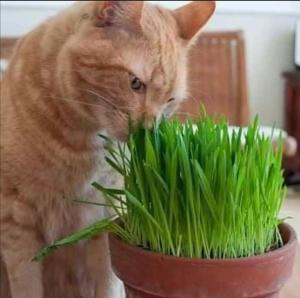 (100 grams) Cat grass Seeds Set 100% Organic Non GMO