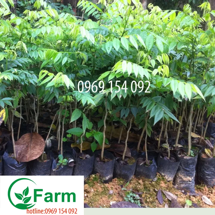 c%C3%A2y%20S%C6%B0a%20l%C3%B5i%20%C4%91%E1%BB%8F%20-%20Image%201