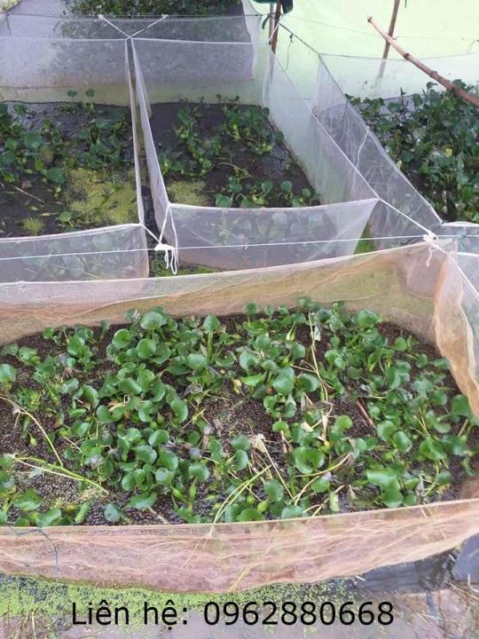 Tr%C3%A1ng%20l%C6%B0%E1%BB%9Bi%20nu%C3%B4i%20%E1%BB%91c%20nh%E1%BB%93i%203x2x1%20-%20Image%203