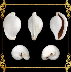 Egg Shell | Common Egg Cowrie | 2 - 4 Inches