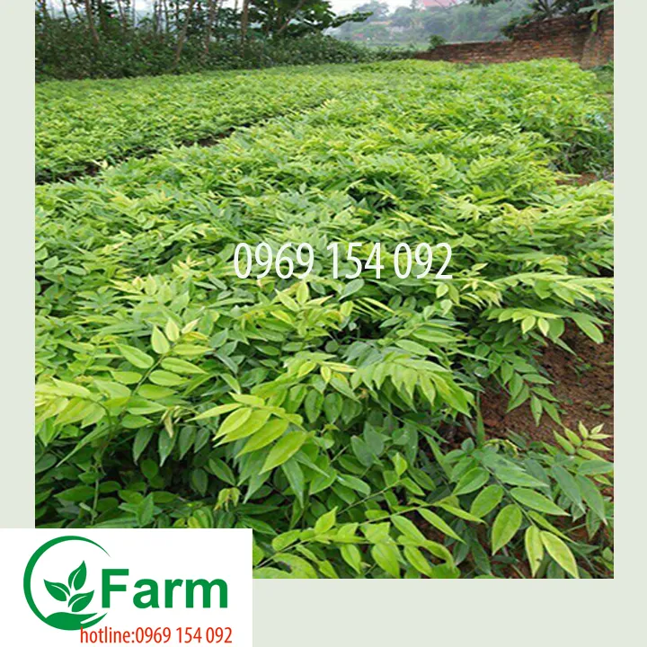 c%C3%A2y%20S%C6%B0a%20l%C3%B5i%20%C4%91%E1%BB%8F%20-%20Image%205