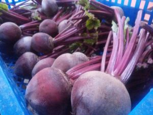 Buah Bit Root Fresh 1kg segar dari kebun