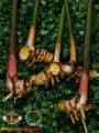 Galangal (Alpinia galanga). 
