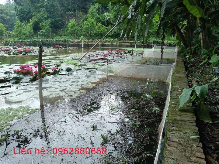 Tr%C3%A1ng%20l%C6%B0%E1%BB%9Bi%20nu%C3%B4i%20%E1%BB%91c%20nh%E1%BB%93i%203x2x1%20-%20Image%201