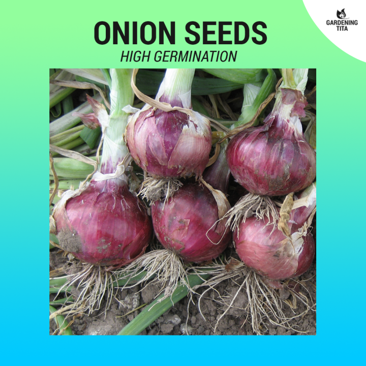 Red Onion Seeds (High Germination) 231 seeds Lazada PH
