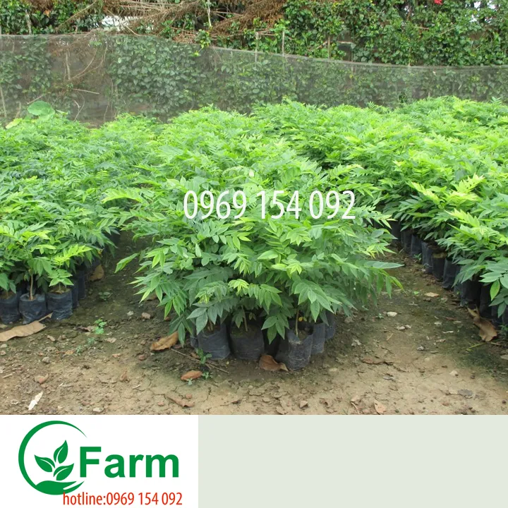 c%C3%A2y%20S%C6%B0a%20l%C3%B5i%20%C4%91%E1%BB%8F%20-%20Image%203