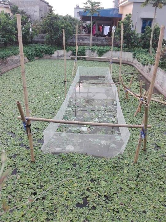 Tr%C3%A1ng%20l%C6%B0%E1%BB%9Bi%20nu%C3%B4i%20%E1%BB%91c%20nh%E1%BB%93i%203x2x1%20-%20Image%205