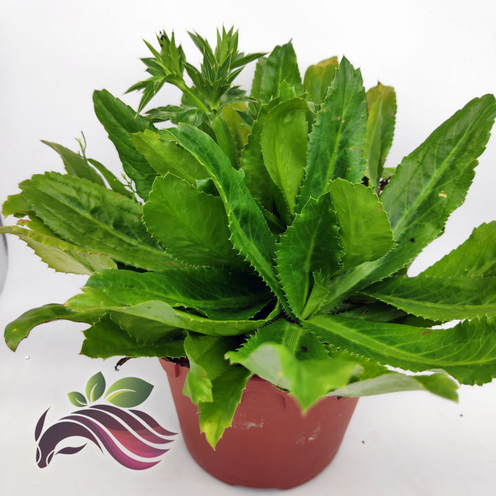 [Herbs] Sawtooth Coriander by LS Group 100 seeds Lazada PH