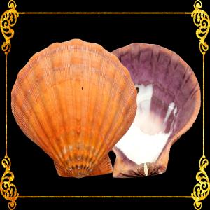 Lion’s Paw | Lyropecten Nodosus | Large Natural Craft Seashell for Home Décor Jewelry Display & DIY 4–6