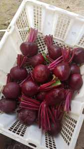 Buah Bit Root Fresh 1kg budidaya ciwidey bandung