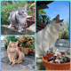 Cuties Cat Store