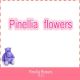 Pinellia flowers