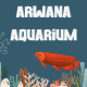 Arwana Aquarium