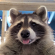 Racoon Boy