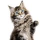 CAT LOVER'S