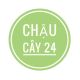 Chậu cây 24