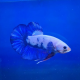 Happy Fish Farm