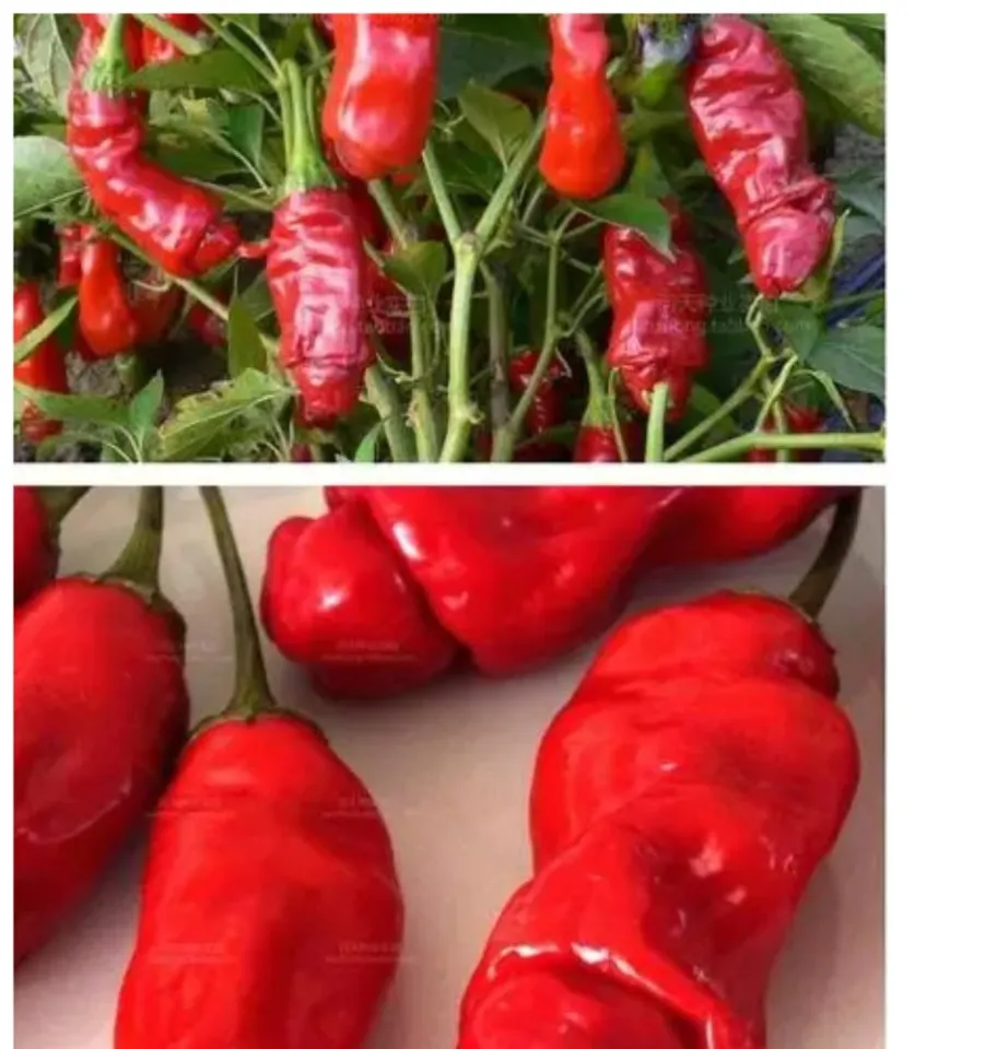 5seeds Peter Pepper Aphrodisiac Pepper Penis chili Lazada PH