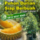 Bibit Durian Super