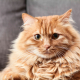 Miaow cat