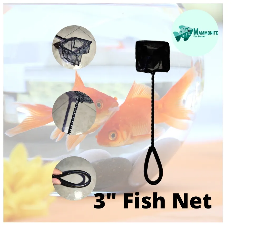 Catch Fishing Net Scoop Aquarium Small Fish Coarse Long Handle 3 Sizes