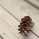 Pine Art Collection
