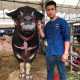 ร้านควายไทย