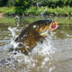 idsardenfish