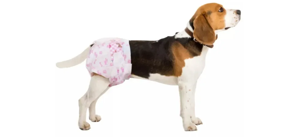 Amazon prime hotsell dog diapers