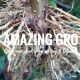 Amazing Gro