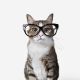 DingdingGlasses
