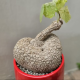 Caudex.sg