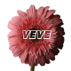 VEVE.th