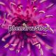 Bhemarvz Online Shop
