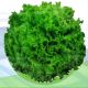 PlantAsian Seeds and Hydroponic