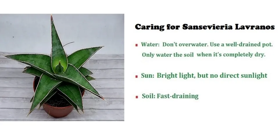 Sansevieria Lavranos/ Samurai/ Blue Kew/ Somalia Sanseveria Snake plant  Indoor or Outdoor plants Good for Office decoration houseplant Sansevieria  Samurai Real Samurai Sword Price - Lazada | Lazada PH
