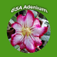 65A Adenium
