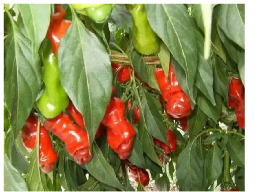 5seeds Peter Pepper Aphrodisiac Pepper Penis chili Lazada PH